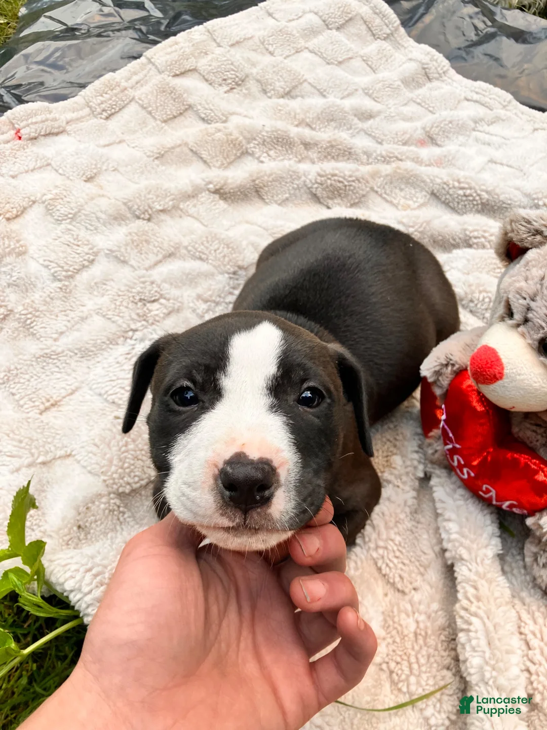 American Pit Bull Terrier dogs for sale: American Pit Bull Terrier 2 - Ad 2