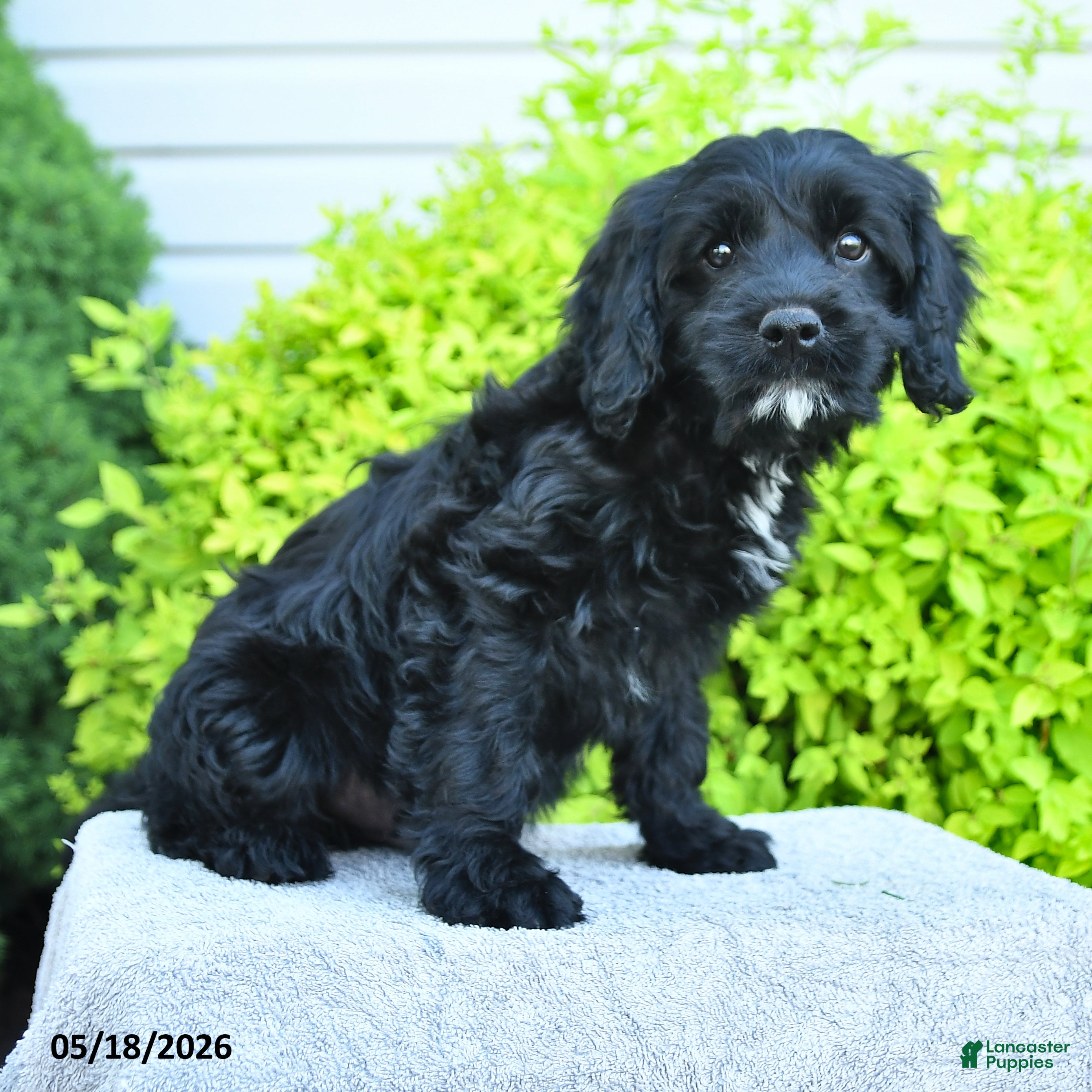 Cavapoo dogs Merlin - Ad 1