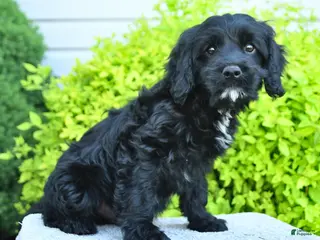 Cavapoo dogs for sale: Merlin - Ad 2