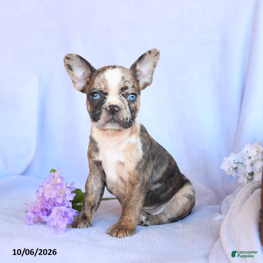 Rosa (Frenchton, Female) in Mifflinburg, PA