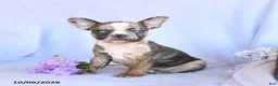 Frenchton dogs for sale: Rosa  - Ad 1
