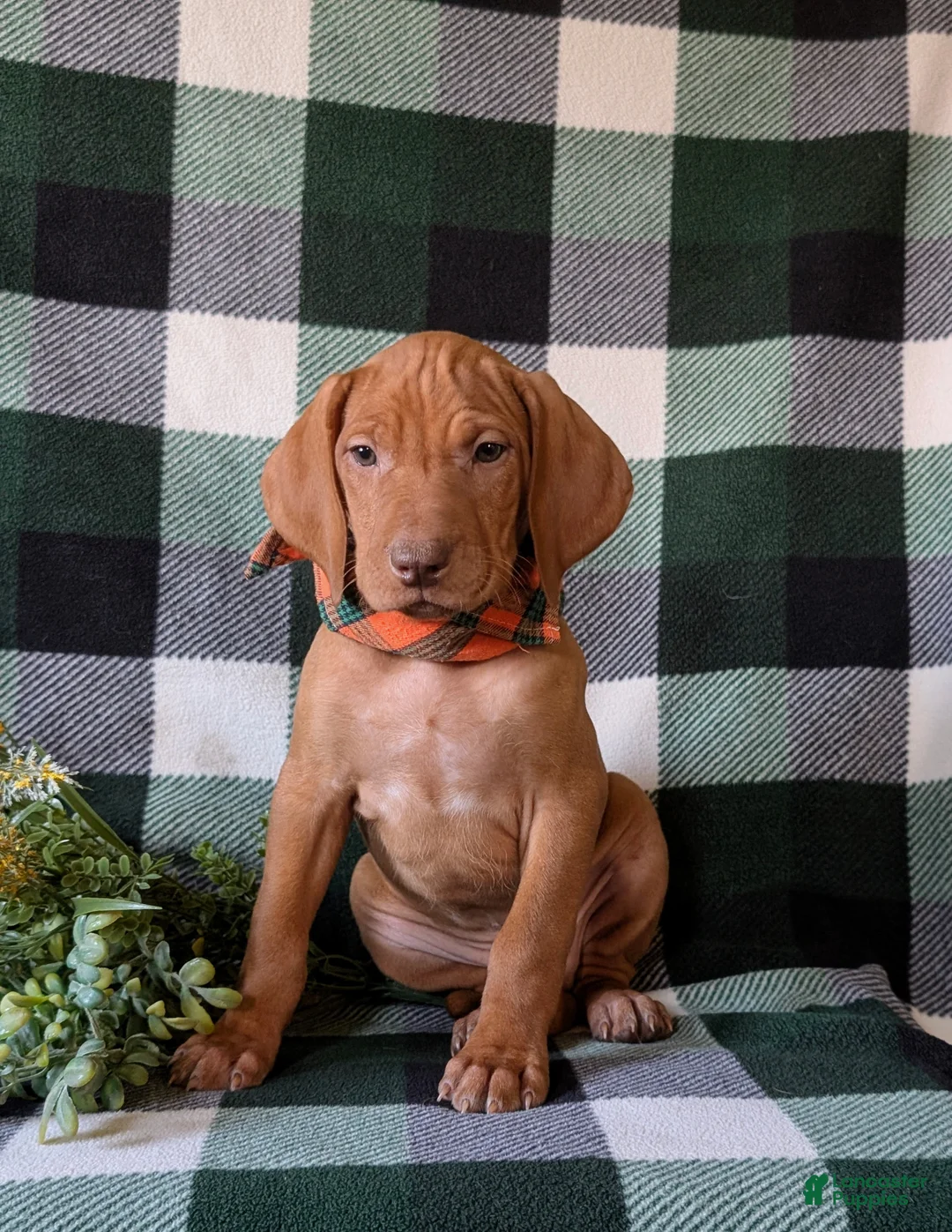 Vizsla dogs for sale: Hartman - Ad 2