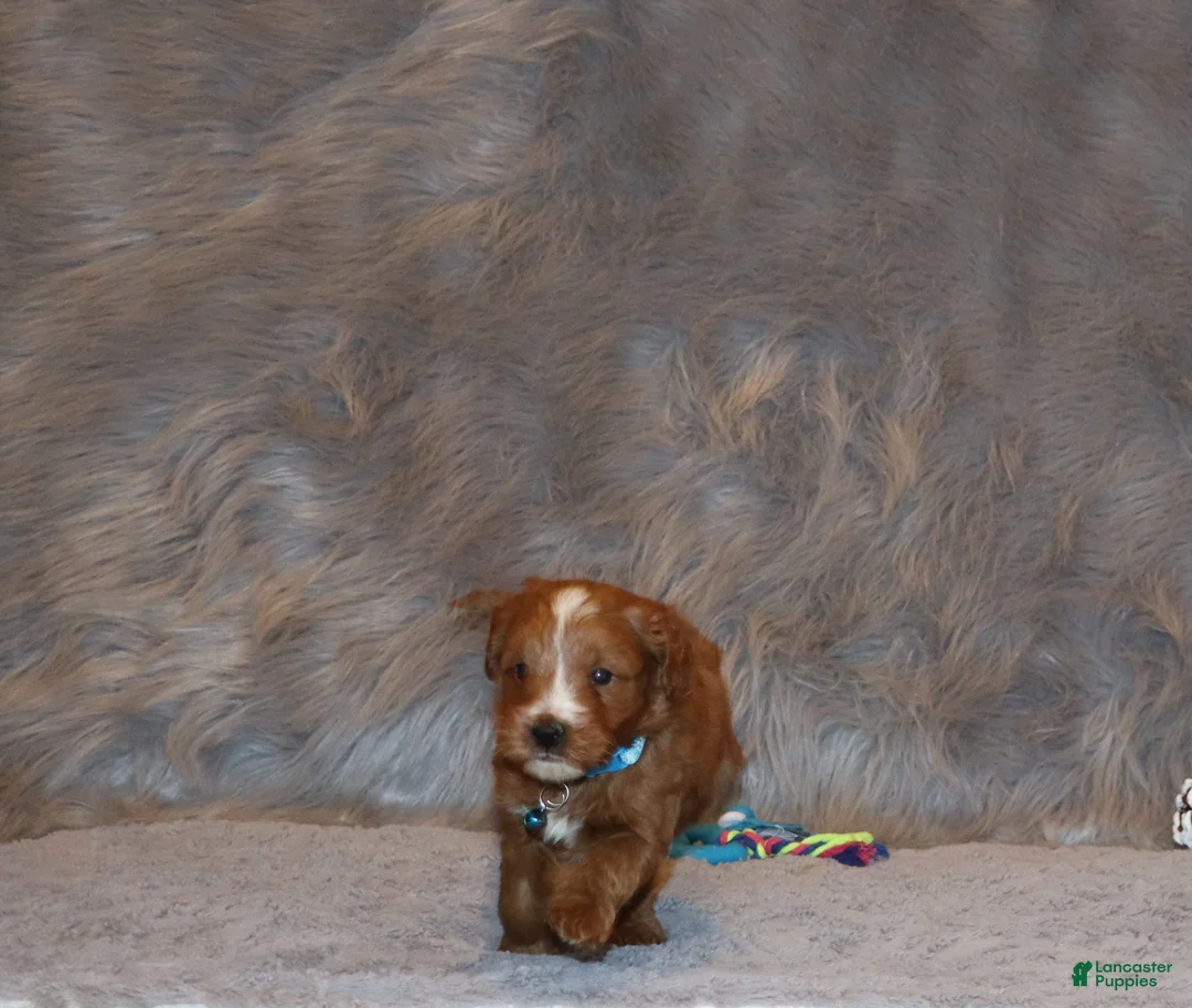 Mini Goldendoodle dogs for sale: Waylon 💙 Genetic Clear Parents - Ad 9