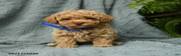 Toy Poodle dogs for sale: Jimmy - Ad 5