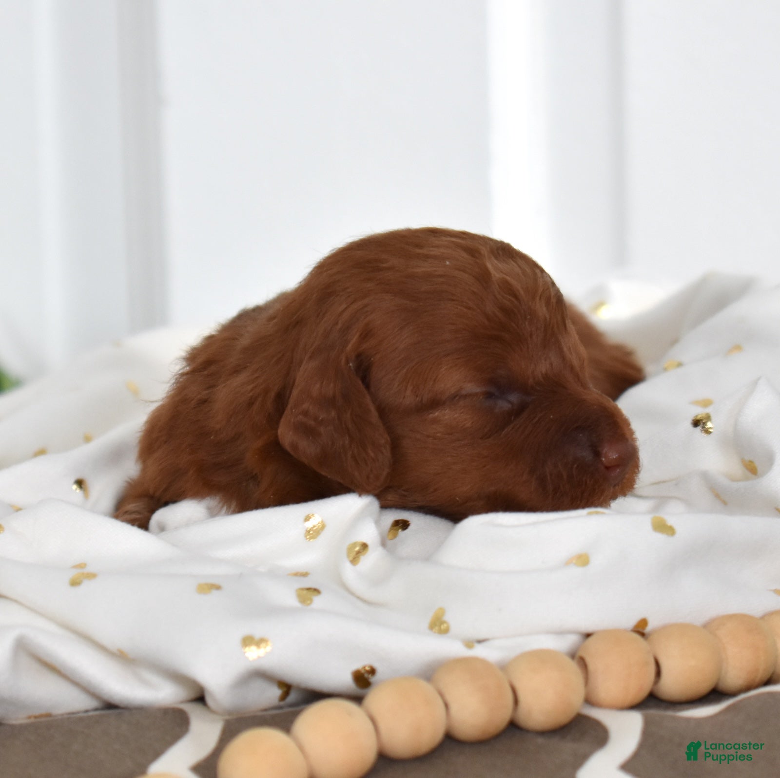 Toy Poodle dogs Clover  - Ad 2