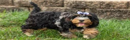 Cavapoo dogs for sale: Lainey❤️  - Ad 11