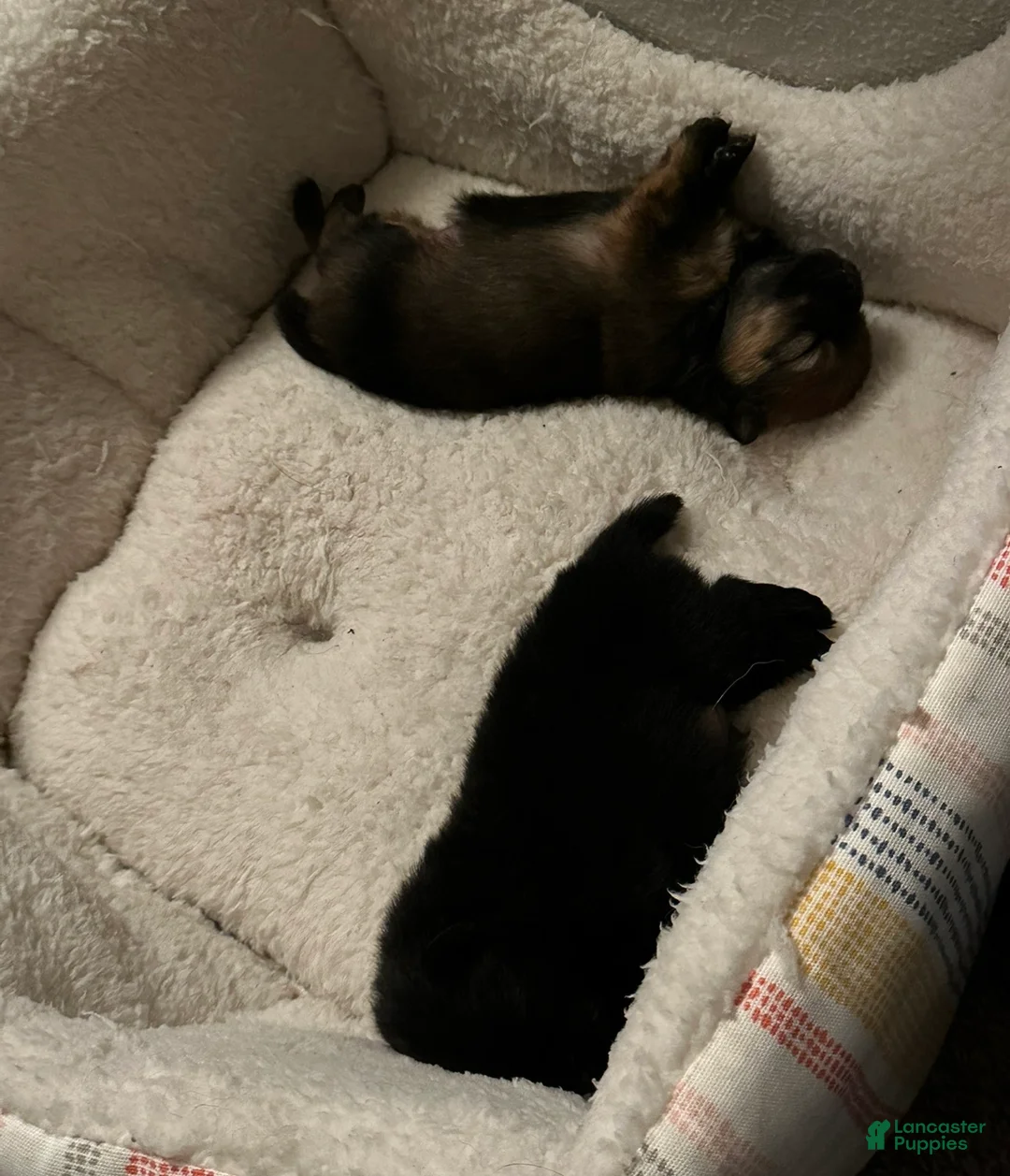 Pomeranian dogs for sale: Pomeranian Puppy 1 - Ad 2