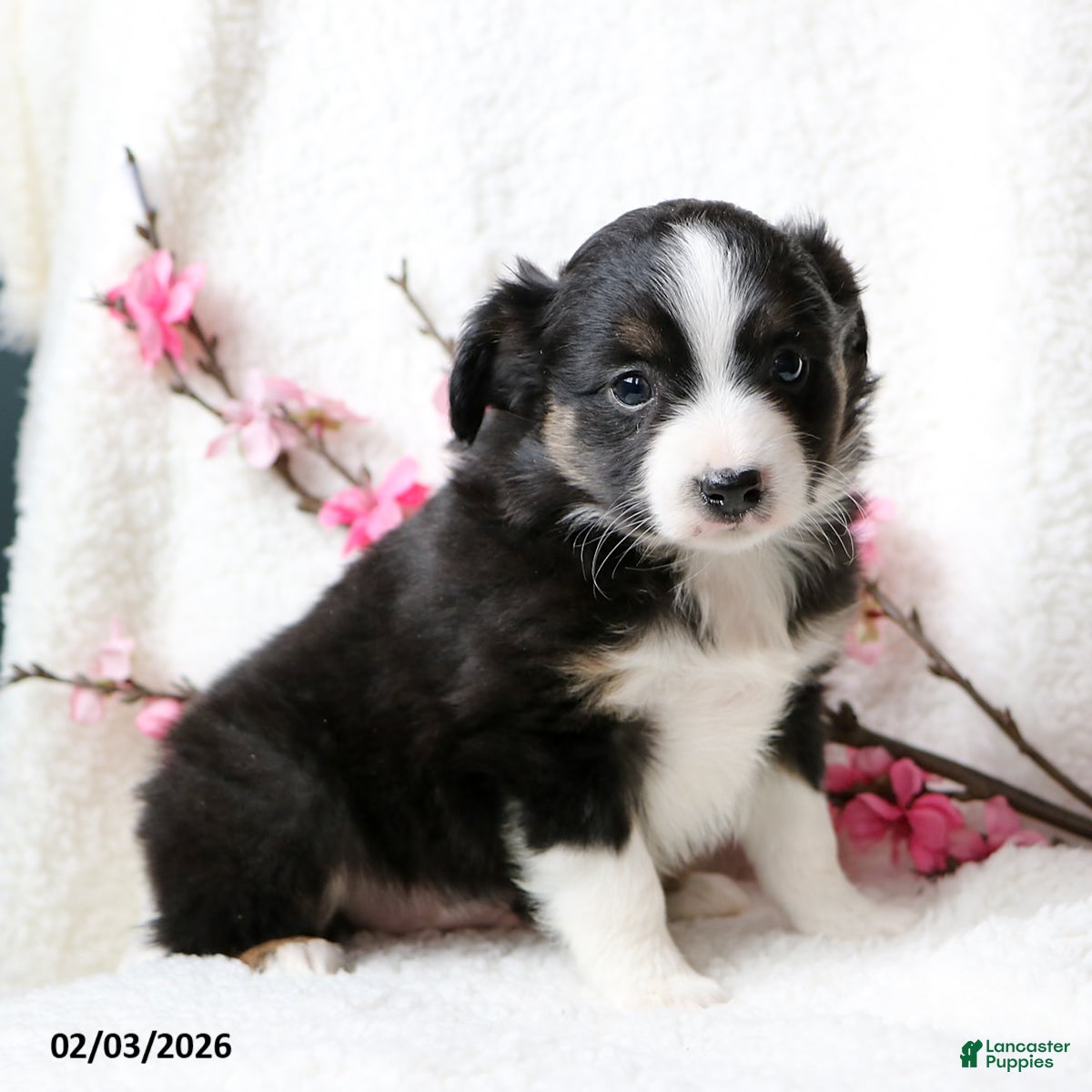 Miniature Australian Shepherd dogs Ace - Ad 2
