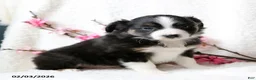 Miniature Australian Shepherd dogs for sale: Ace - Ad 2