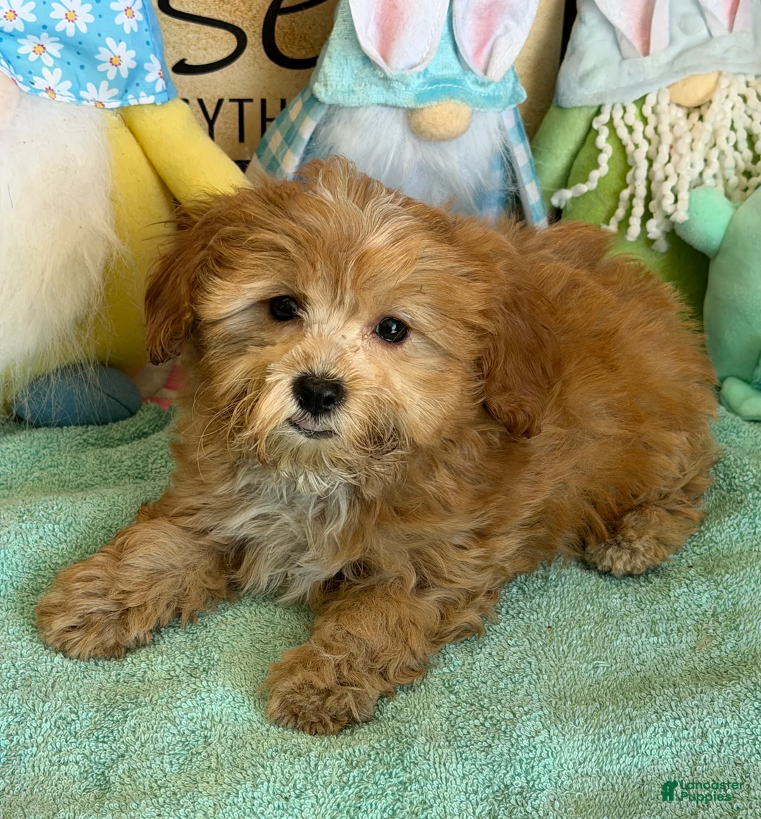 Cavapoo dogs for sale: Vinny - Ad 2