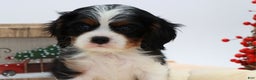 Cavalier King Charles Spaniel dogs for sale: Kye - Ad 4