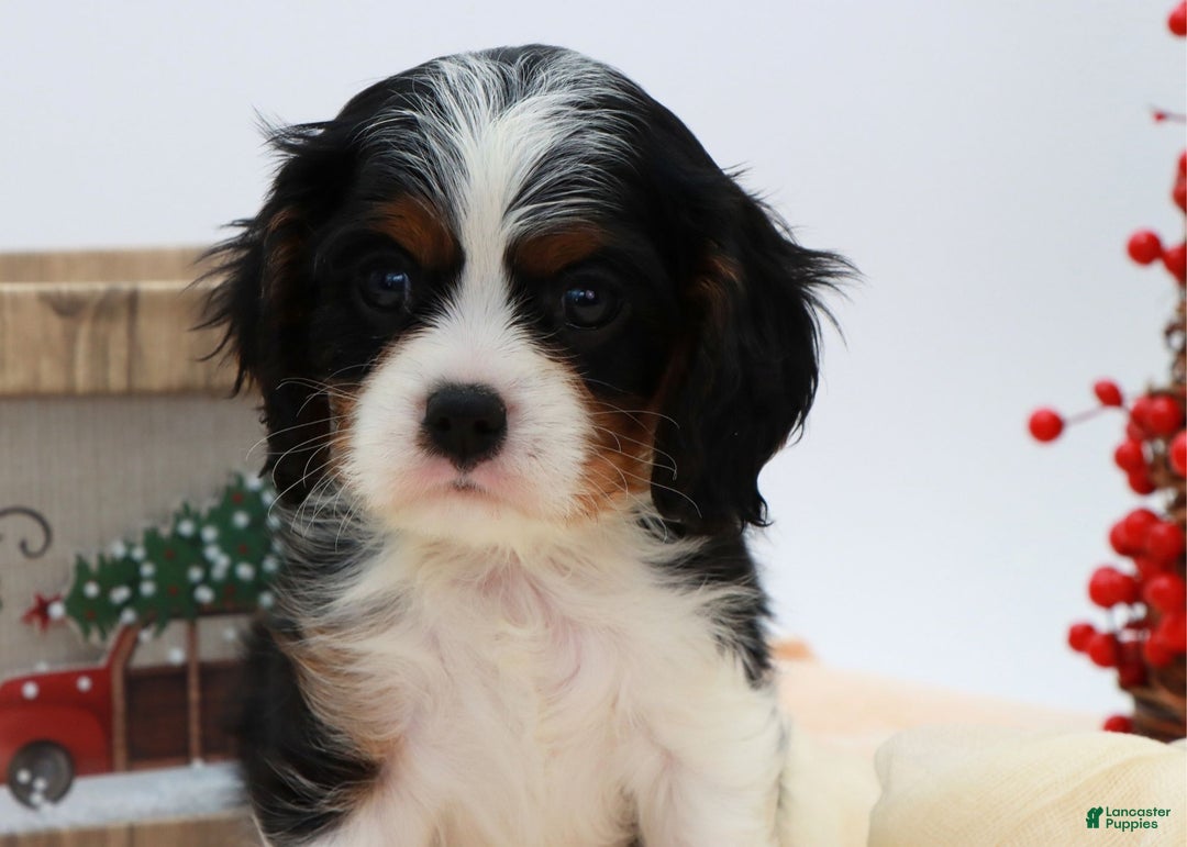 Cavalier King Charles Spaniel dogs for sale: Kye - Ad 4