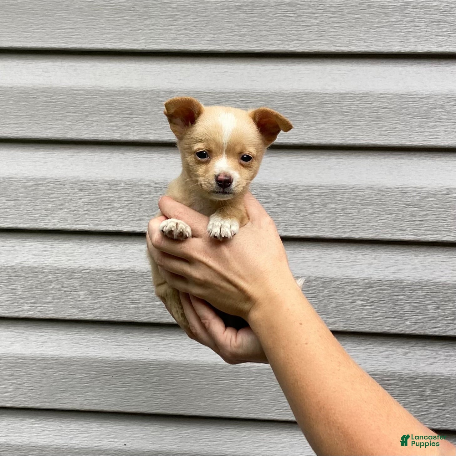 Chihuahua dogs Rudy - Ad 2