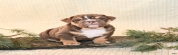 English Bulldog dogs for sale: Coffee - Ad 1