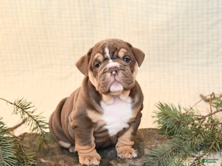 English Bulldog dogs Coffee - Ad 13