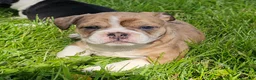 Mixed Breed dogs for sale: Seal Merle Mini Bulldog Boy - Ad 6