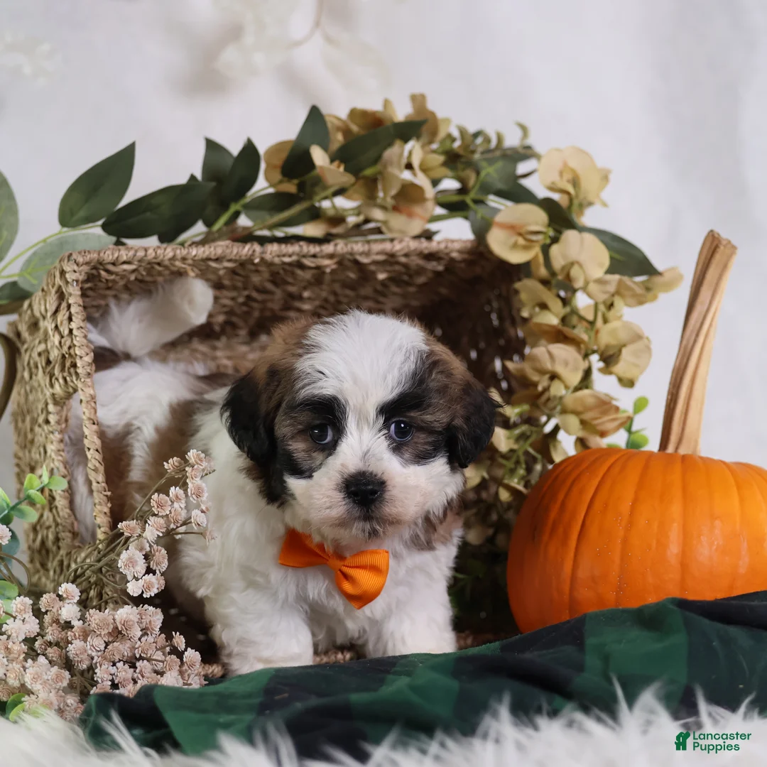 Teddy Bear dogs for sale: Fango - Ad 8