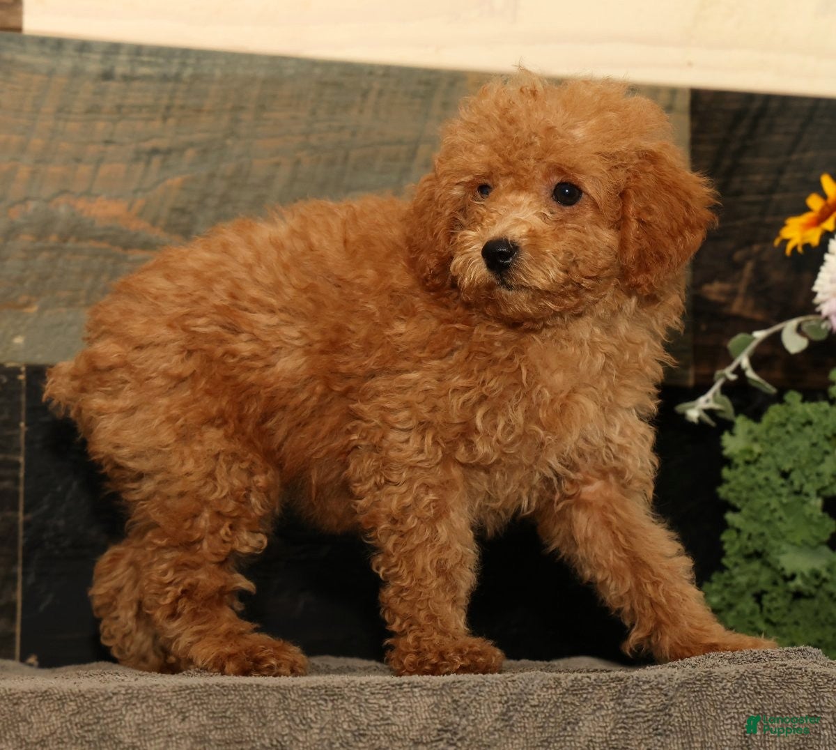 Miniature Poodle dogs Linda - Ad 2