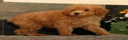 Miniature Poodle dogs for sale: Linda - Ad 2