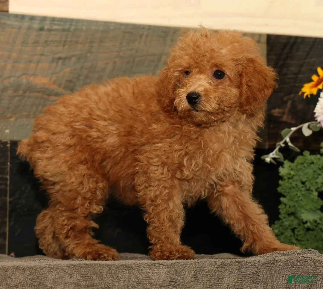 Miniature Poodle dogs for sale: Linda - Ad 2