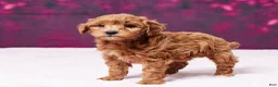 Toy Poodle dogs for sale: Angel - Ad 3