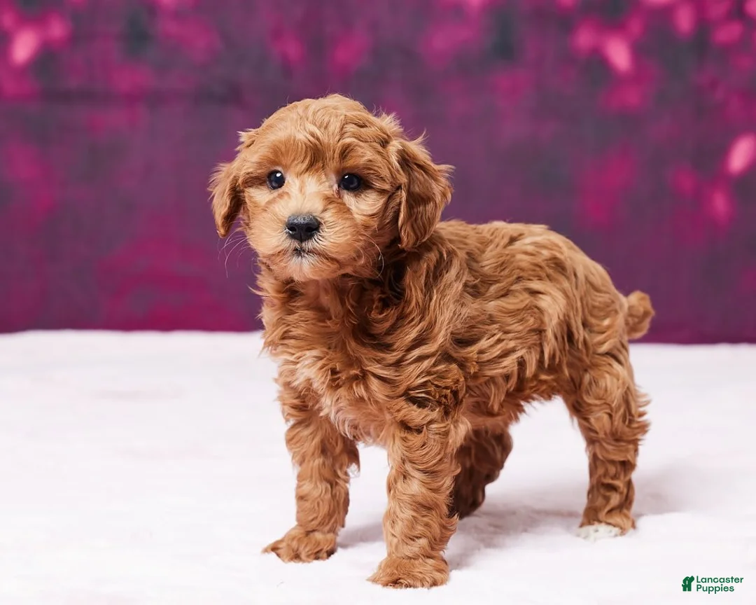 Toy Poodle dogs for sale: Angel - Ad 3