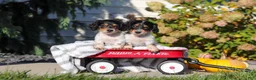 Dachshund dogs for sale: Lily - Ad 8