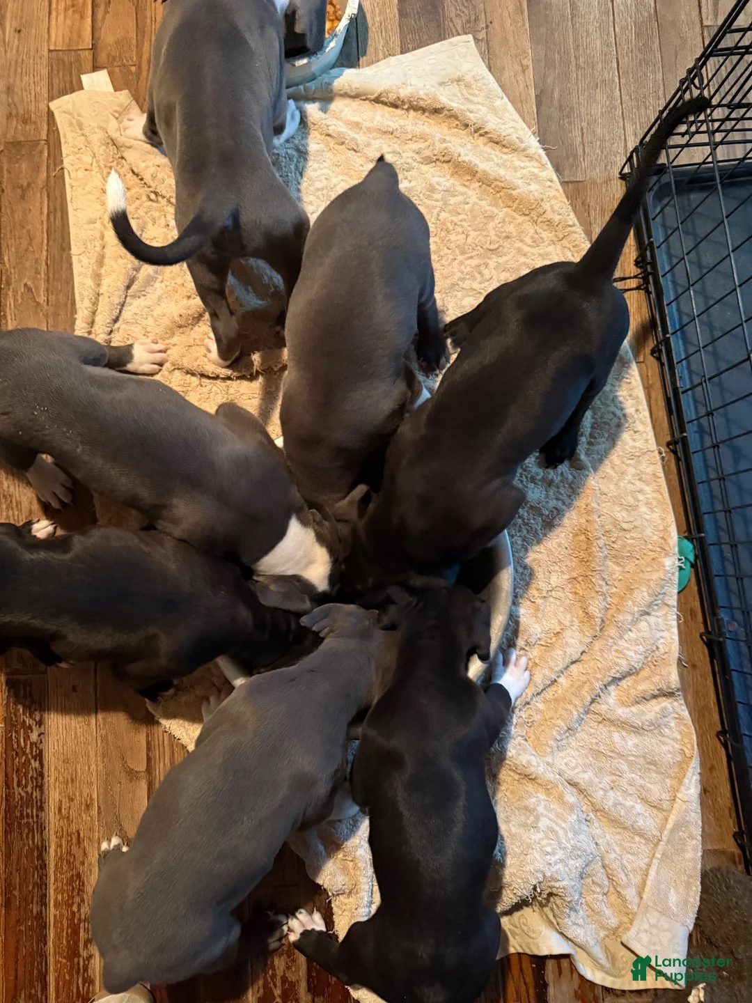 Mixed Breed dogs for sale: Baby 3 - Ad 2