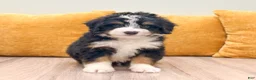 Mini Bernedoodle dogs for sale: Hudson - Ad 8