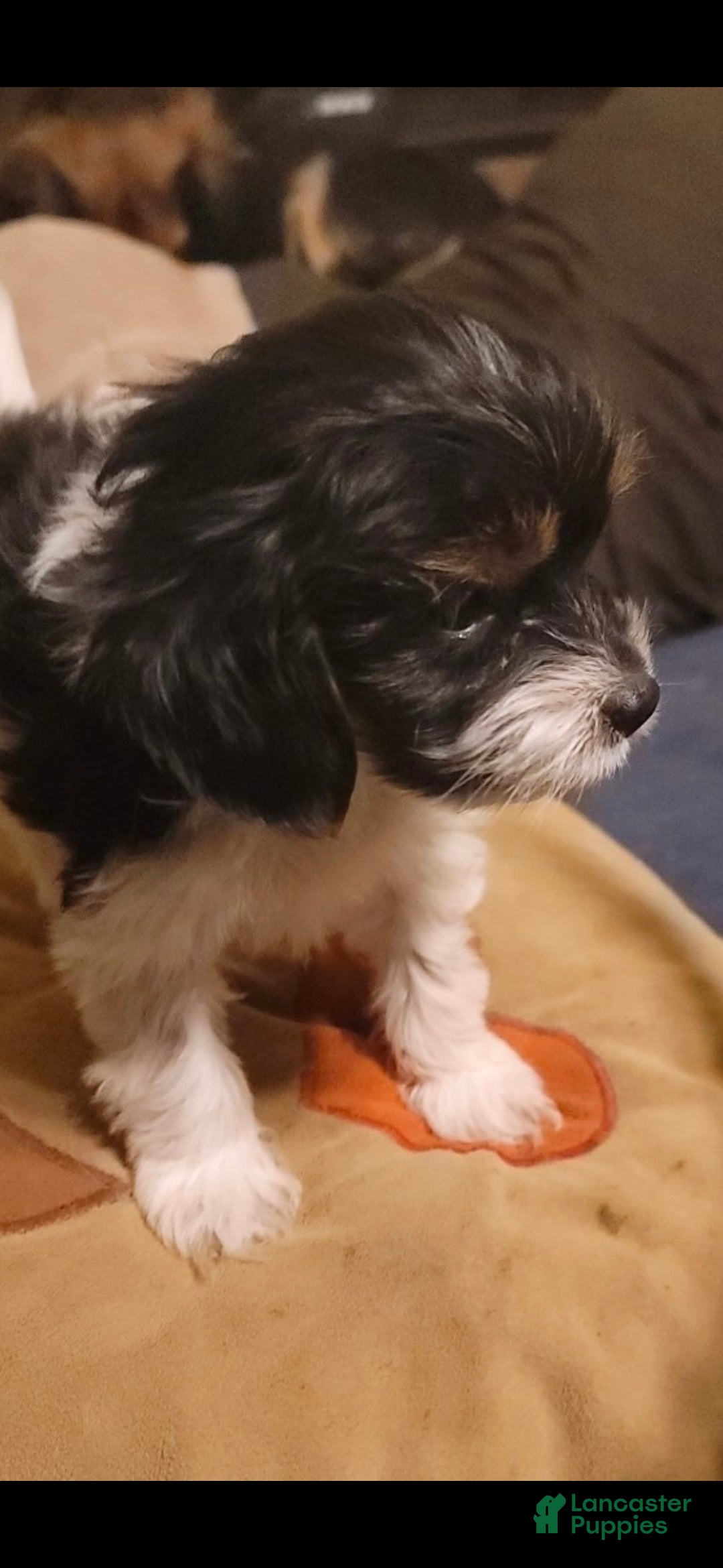 Cavapoo dogs Cavapoo small toy male Puppy 2 - Ad 10