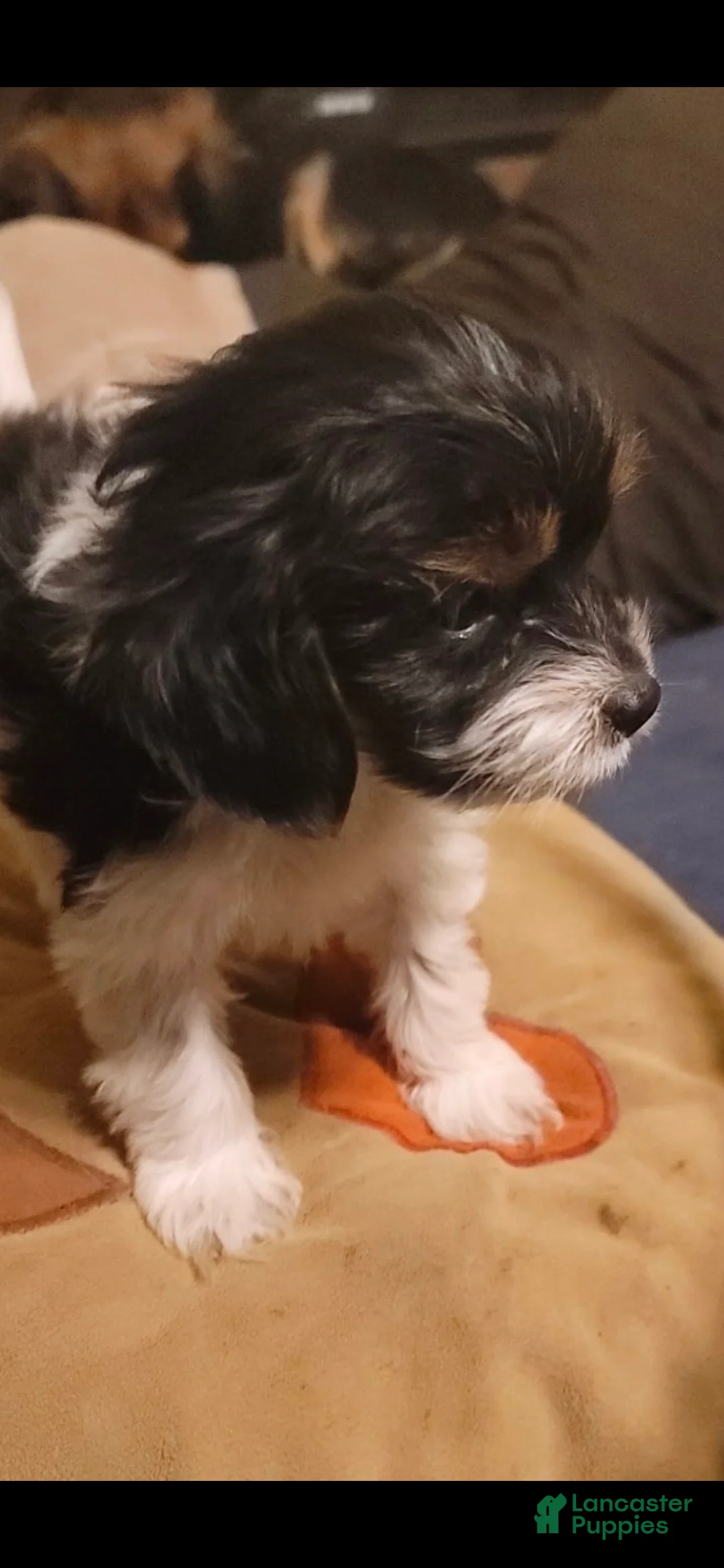 Cavapoo dogs for sale: Cavapoo small toy male Puppy 2 - Ad 1