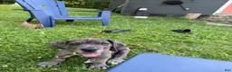 Great Dane dogs for sale: Great Dane 1 - Ad 2