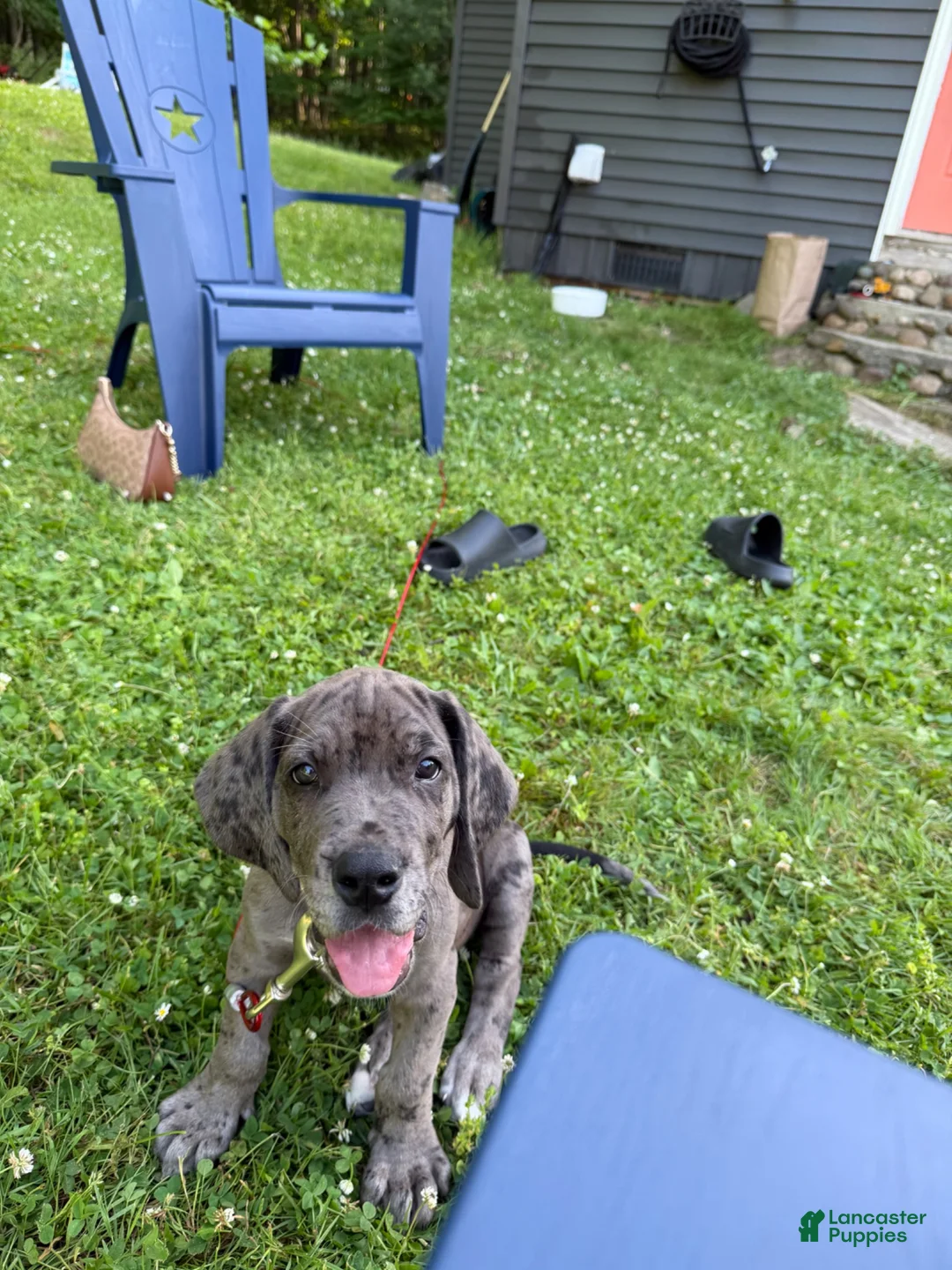 Great Dane dogs for sale: Great Dane 1 - Ad 2