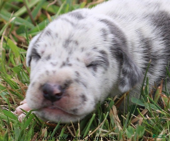 Great Dane dogs Shakira - Ad 29