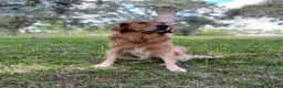 Mixed Breed dogs for sale: Willow - Ad 12