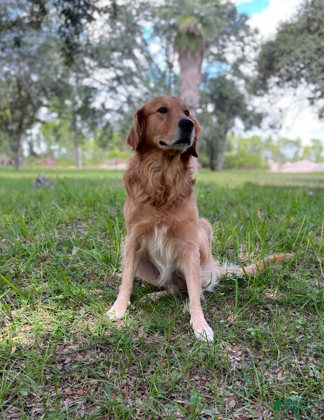 Mixed Breed dogs for sale: Willow - Ad 12