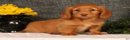 Miniature Dachshund dogs for sale: Johnny - Ad 3