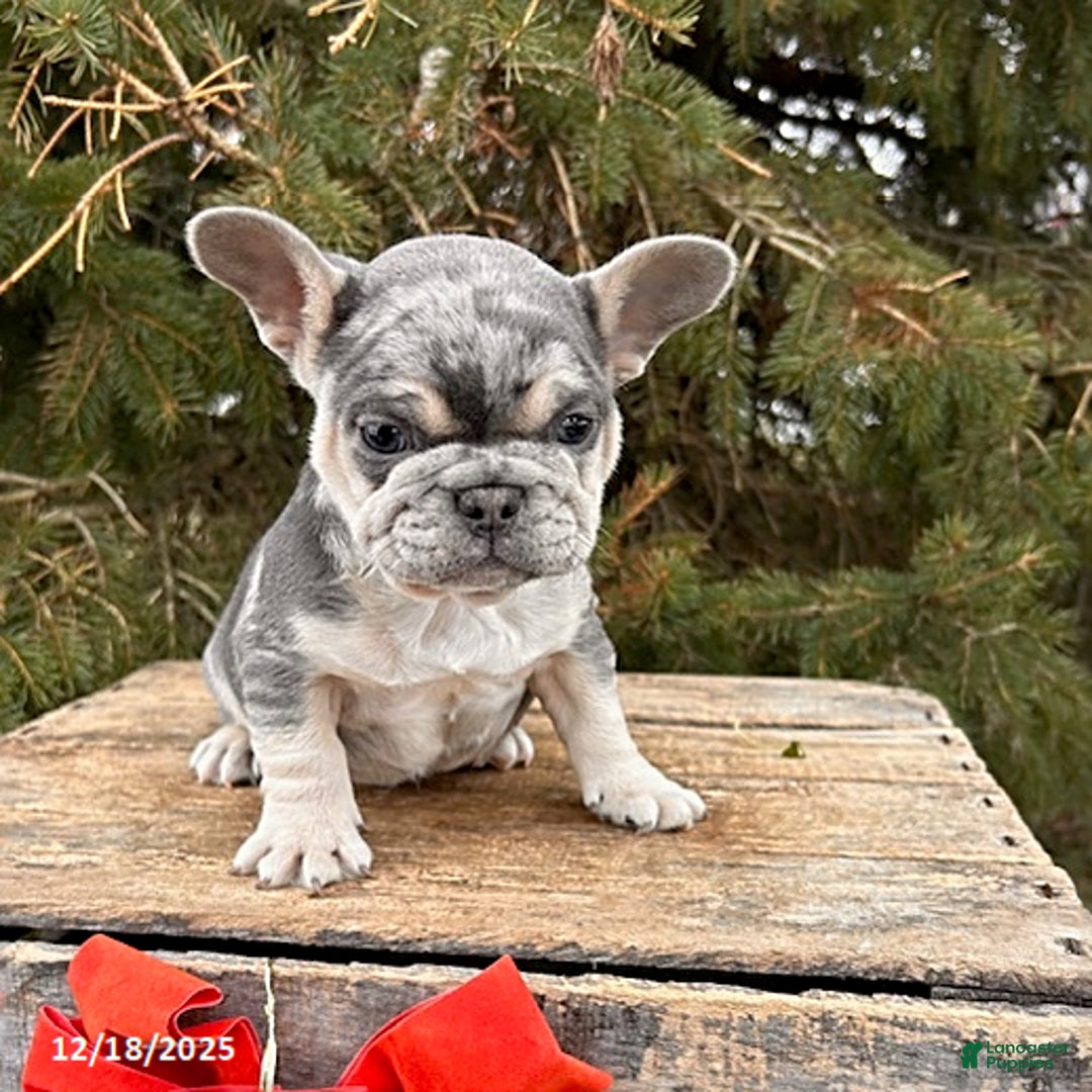 French Bulldog dogs for sale: Frankie - Ad 2