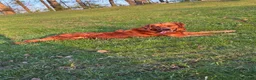 Golden Retriever dogs for sale: Golden Retriever 1 - Ad 23