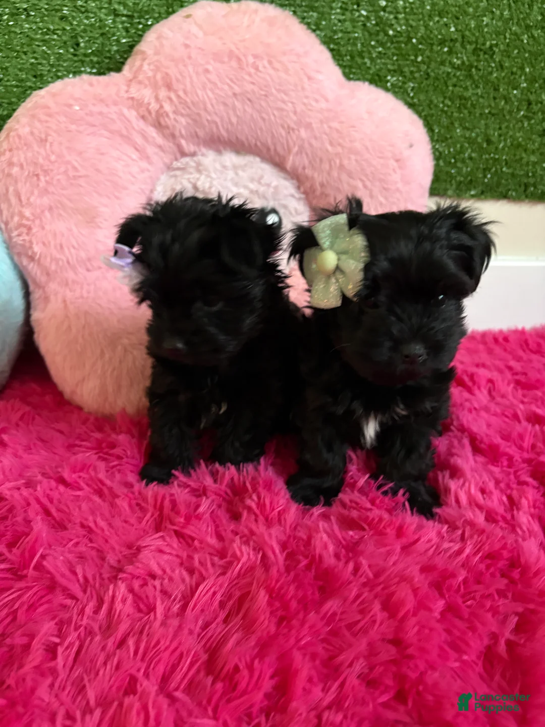Yorkiepoo dogs for sale: Dolly  - Ad 2