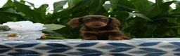 Miniature Dachshund dogs for sale: Sneakers - Ad 3