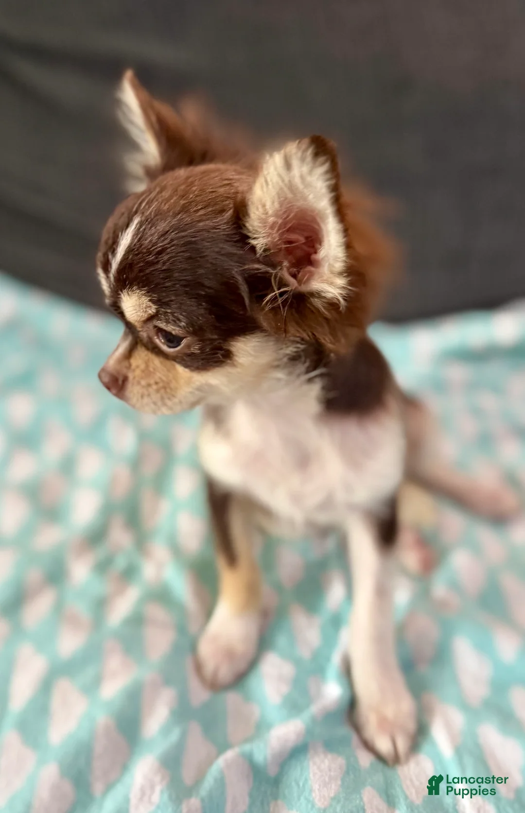 Chihuahua dogs for sale: Husky  - Ad 3