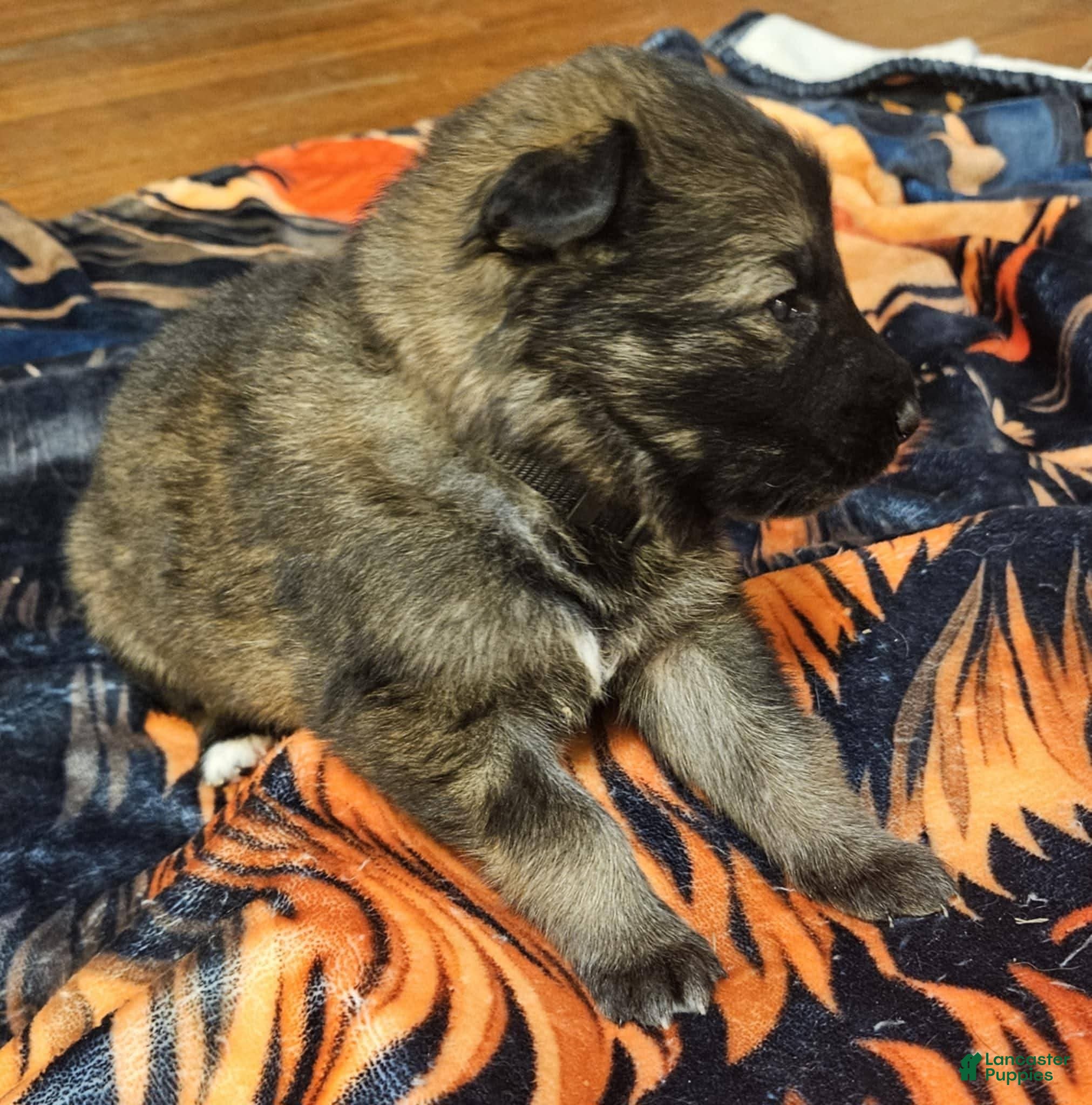 German Shepherd dogs German Shepherd Puppy 8 - Ad 2