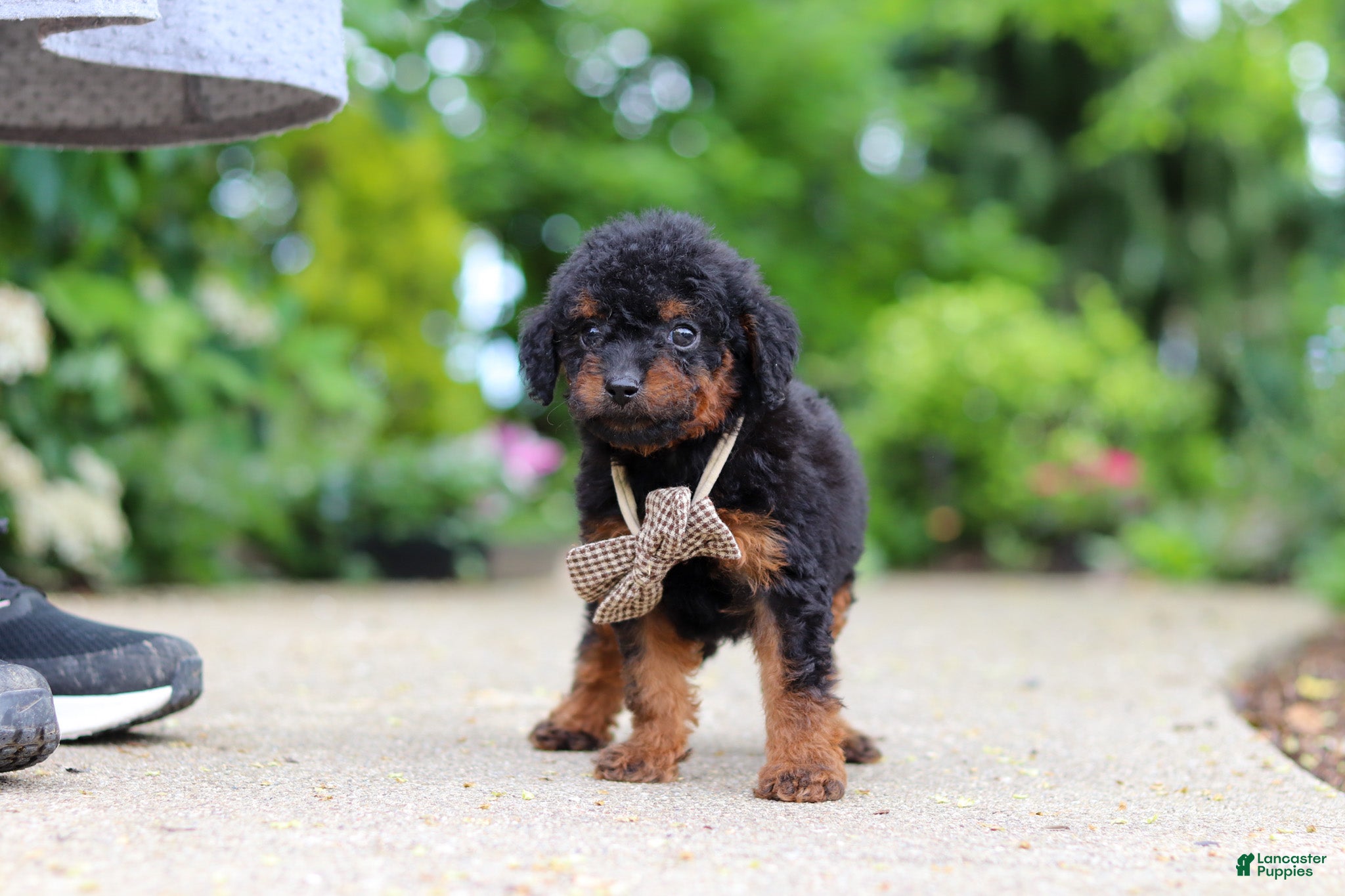 Cavapoo dogs Ash - Ad 2