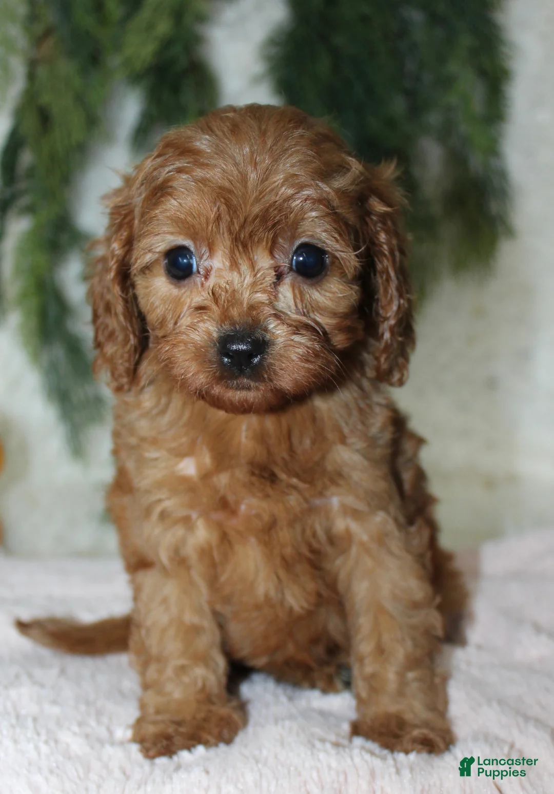 Mini Goldendoodle dogs for sale: Mini Goldendoodle 6 - Ad 4
