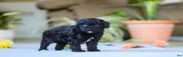 Miniature Poodle dogs for sale: Asher - Ad 4