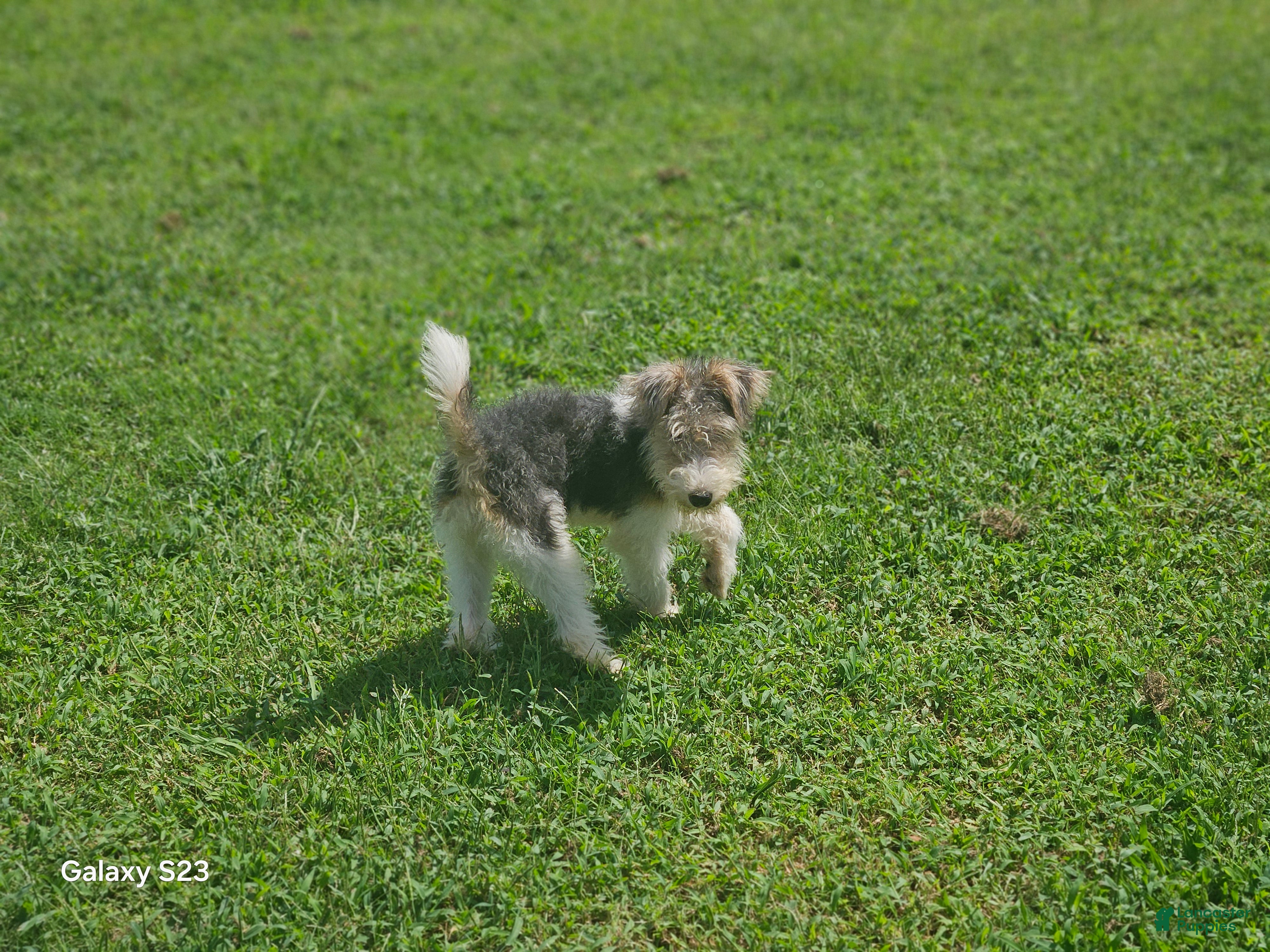 Wire Fox Terrier dogs Wire Fox Terrier Female - Ad 2