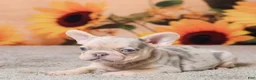 French Bulldog dogs for sale: Rivers - Ad 3