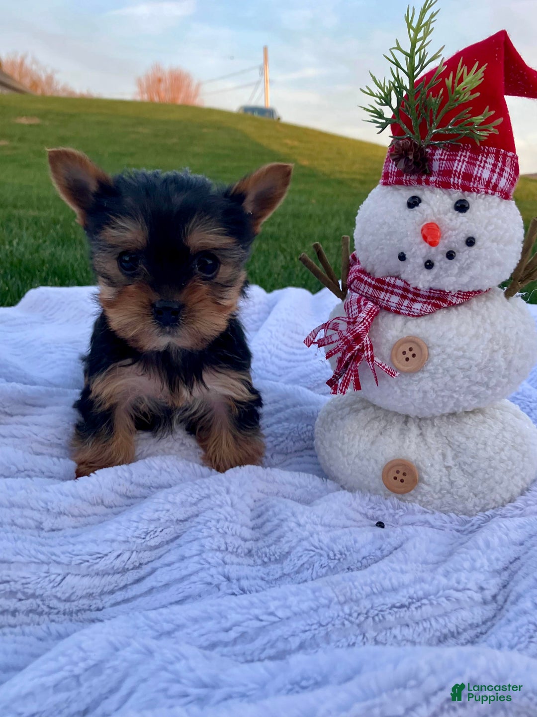 Yorkshire Terrier dogs for sale: Jingle - Ad 1