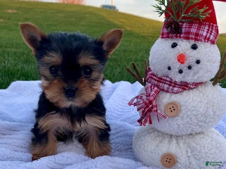 Yorkshire Terrier dogs Jingle - Ad 40